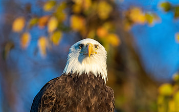 Bald Eagle, animal, bird, eagle HD wallpaper