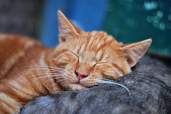 A serene close-up of a ginger cat sleeping with eyes closed, showcasing tranquility and softness. HD wallpaper