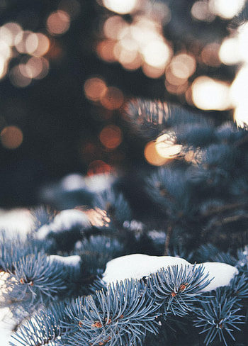 Winter, Pine, Snow, Macro, Branch, Needles HD phone wallpaper