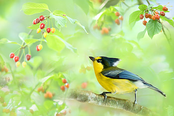 Yellow Tit, bird, yellow, red, tit, pasare, fuyi chen, fruit, berry HD wallpaper