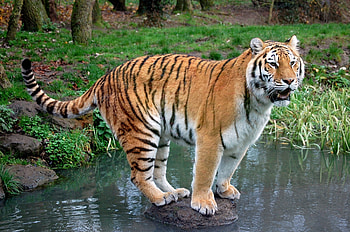 Animals, Water, Rivers, Grass, Rock, Forest, Predator, Stone, Tiger HD wallpaper