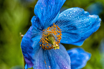 Flowers, Drops, Petals, Poppy HD wallpaper