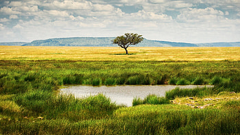 Landscape, Tree, Lake, Tanzania HD wallpaper