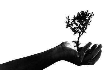 Hand, Wood, Tree, Minimalism, Earth, Land, Bw, Chb HD wallpaper