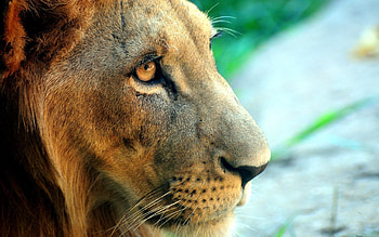 Animals, Muzzle, Lion, Predator, Big Cat, Sight, Opinion HD wallpaper