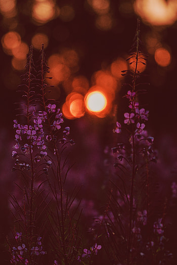 Flowers, Sunset, Glare, Blur, Smooth, Bokeh, Boquet HD phone wallpaper