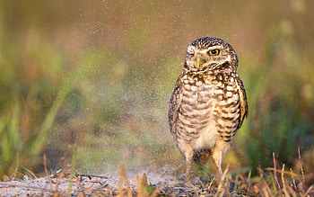 Animals, Owl, Bird, Predator HD wallpaper