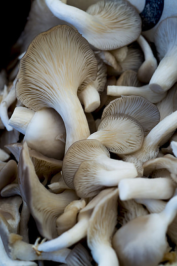 Oyster mushrooms, Magical fungi, Nature's wonders, Fungal kingdom HD phone wallpaper