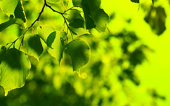 Leaves, Objects HD wallpaper