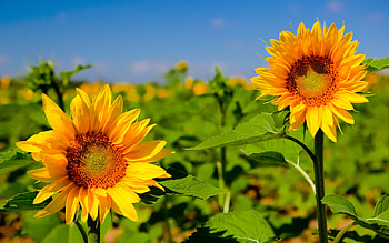 Sunflowers, nature, sunflower, yellow, flower HD wallpaper