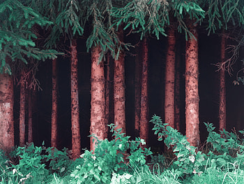 Beautiful Trees, Green, Nature, Trees HD wallpaper