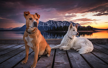Dogs on a Wooden Piar, dog, animal, wooden, piar HD wallpaper