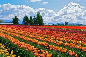 Flowers in Fields, fields, beautiful, flowers HD wallpaper