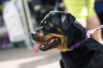 Animals, Dog, Muzzle, Profile, Rottweiler HD wallpaper