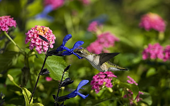 Animals, Flowers, Humming-Birds, Bird, Field HD wallpaper