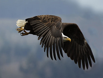 Eagle, Animals, Sky, Bird, Predator, Wave, Sweep HD wallpaper