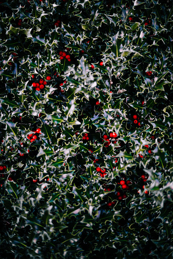 Leaves, Berries, Plant, Macro HD phone wallpaper