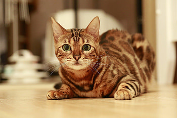 Impressive bengal cats, Ryan Thompson's collection, Eye-catching , Stunning visuals HD wallpaper