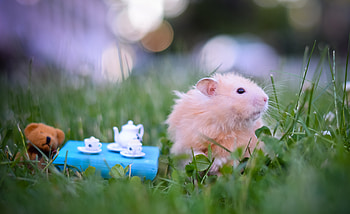 Animals, Grass, Game, Tea Drinking, Tea Party, Hamster HD wallpaper
