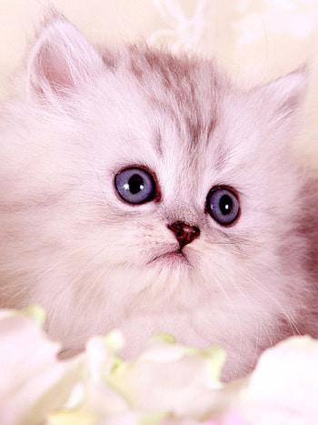 Lovely Persian cats, Friendly and charming, Adorable cat , High-definition HD phone wallpaper