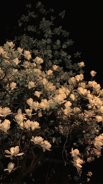Flowers Aesthetic, Yellow HD phone wallpaper