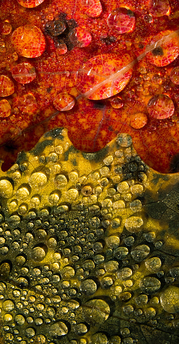 Leaves, Drops, Macro HD phone wallpaper