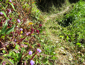 Mountain trail, trail, grass, wild flowers, mountain HD wallpaper