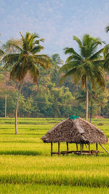 Paddy Field, Kerala HD phone wallpaper
