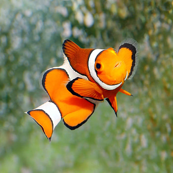 Clownfish, Feed, Complete, Guide HD phone wallpaper