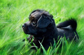 Born to be Wild, dog, black, animals, dogs, puffy, grass HD wallpaper