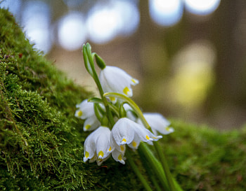 Snowdrop, flowers, moss HD wallpaper