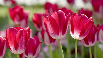 Tulips, nature, flowers, red HD wallpaper