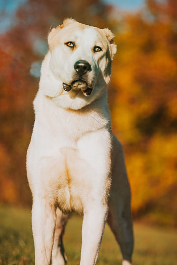 Alabai, Herdenschutzhunde, Owtscharka, Alabai ideas HD phone wallpaper
