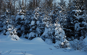 Winter, Nature, Twilight, Snow, Dusk, Teen, Young Growth, Ate HD wallpaper