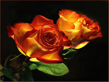 Never ending beauty, leaves, black background, bright, gold and red roses, beauty HD wallpaper
