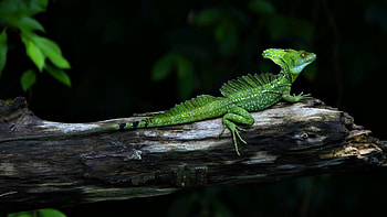 lizard HD wallpaper