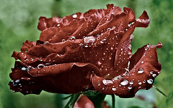 Water, Drops, Macro, Rose Flower, Rose, Petals, Dew HD wallpaper