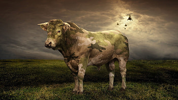 I'm a volunteer, cow, field, war colors, funny, helicopters, grass HD wallpaper