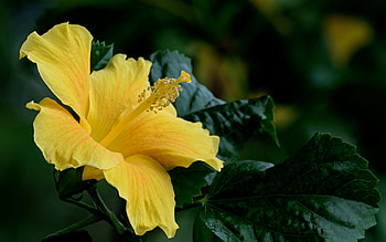 Yellow Hibiscus, hibiscus, flower, yellow, summer, nature, vara HD wallpaper