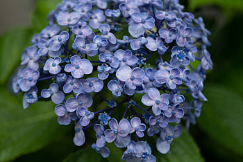 Flowers, Lilac, Plant, Bloom, Flowering, Inflorescence HD wallpaper