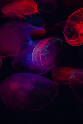 Animals, Sea, Jellyfish, Transparent, Dark, Underwater World HD phone wallpaper
