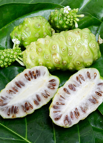 Noni Fruit, Evergreen shrubs, Medicinal properties, Morinda citrifolia HD phone wallpaper