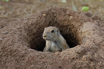 Prairie Dog , Adorable animal, Cute creature, backgrounds HD wallpaper