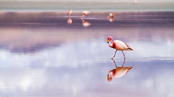 Bolivia, Flamingo, Laptop, Full HD wallpaper