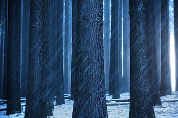 Forest Sunbeam, sunbeam, forest, nature HD wallpaper