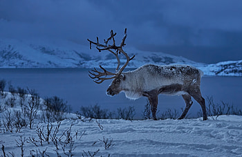 Norway, Reindeers HD wallpaper