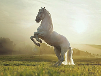White Horse Reared, horse, white, field, ANIMAL HD wallpaper