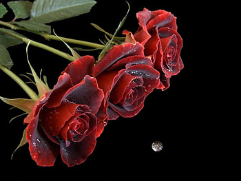 Plants, Flowers, Roses HD wallpaper