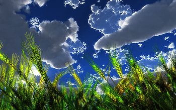 Magic of Light, flowers, planet, pg HD wallpaper