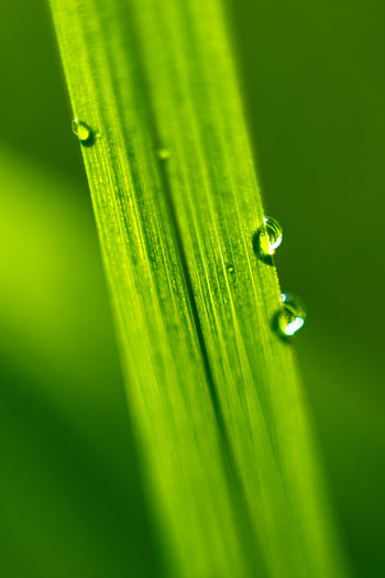 Water, Drops, Macro, Sheet, Leaf HD phone wallpaper